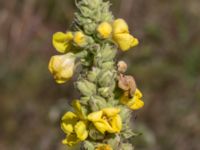 Verbascum densiflorum 1,36 km SSV Karsholms gård, Kristianstad, Skåne, Sweden 20160827_0091