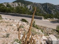 Verbascum densiflorum Biokovo Nature Park, Tucepi, Croatia 20170802_1527