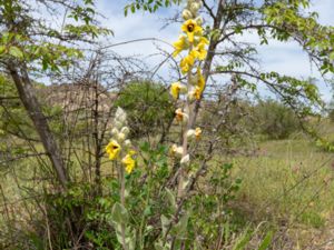 Verbascum formosum