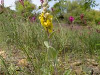 Verbascum formosum Valley 4.4 km NW Dalis Reservoir Tower, Chachuna, Kakheti, Georgia 20180427_3212