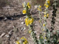 Verbascum gnaphalodes 1.5 km SSE Aderbiyevka, Krasnodar, Russia 20160911_0324