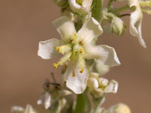 Verbascum lychnitis - White Mullein - Grenigt kungsljus