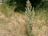 Verbascum lychnitis Udden, Hammarsjön, Kristianstad, Skåne, Sweden 20160628_0056