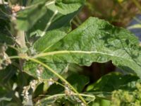 Verbascum lychnitis Udden, Hammarsjön, Kristianstad, Skåne, Sweden 20160628_0057