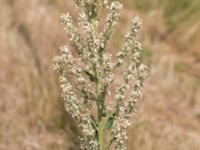 Verbascum lychnitis Udden, Hammarsjön, Kristianstad, Skåne, Sweden 20160628_0060