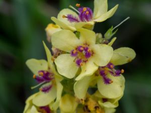 Verbascum nigrum - Dark Mullein - Mörkt kungsljus