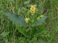 Verbascum nigrum Övedsgården, Sjöbo, Skåne, Sweden 20160714_0139