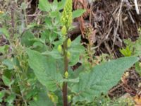 Verbascum nigrum Jorddeponi Sliparebacken, Lund, Skåne, Sweden 20170710_0077