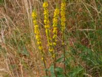 Verbascum nigrum Löderups strandbad, Ystad, Skåne, Sweden 20180620_0078