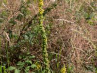 Verbascum nigrum Ljungen, Ivön, Kristianstad, Skåne, Sweden 20150820_0101