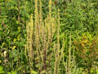 Verbascum nigrum Lokstallarna, Malmö, Skåne, Sweden 20160725_0083