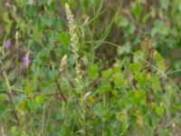 Verbascum nigrum Snörum, Västervik, Småland, Sweden 20150712_0574