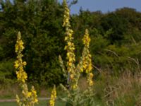 Verbascum phlomoides Blåherremölla, Simrishamn, Skåne, Sweden 20190719_0001