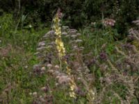 Verbascum phlomoides Grusupplag Björkelundadammen, Malmö, Skåne, Sweden 20200808_0030