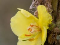 Verbascum phlomoides Lindängelunds rekreationsområde, Malmö, Skåne, Sweden 20160821_0054