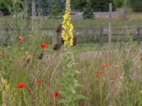 Verbascum phlomoides Lindängelunds rekreationsområde, Malmö, Skåne, Sweden 20170622_0010