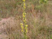 Verbascum phlomoides Tobisvik, Simrishamn, Skåne, Sweden 20160727_0116