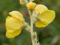 Verbascum phlomoides Tobisvik, Simrishamn, Skåne, Sweden 20160727_0118