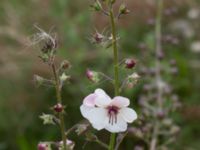 Verbascum phoeniceum Mor Marnas väg, Nordanå, Burlöv, Skåne, Sweden 20160717_0009