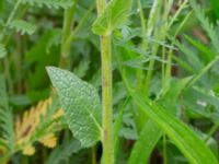 Verbascum phoeniceum Vanningen, Vellinge, Skåne, Sweden 20240616_0471