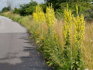 Verbascum speciosum - Hungarian Mullein - Praktkungsljus