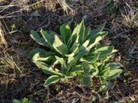 Verbascum speciosum Skogholms ängar, Malmö, Skåne, Sweden 20160406_0030