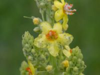 Verbascum speciosum Tjustorps industriby, Svedala, Skåne, Sweden 20170701_0124