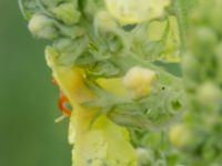 Verbascum speciosum Tjustorps industriby, Svedala, Skåne, Sweden 20170701_0126