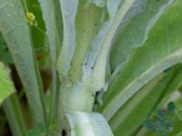 Verbascum speciosum Tjustorps industriby, Svedala, Skåne, Sweden 20170701_0127