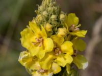 Verbascum thapsus Grodreservatet, Norra hamnen, Malmö, Skåne, Sweden 20160612_0091