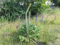 Verbascum thapsus Lokstallarna, Malmö, Skåne, Sweden 20150625 IMG_2281