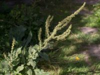 Verbascum thapsus Utkast, Norra Friluftsstaden, Malmö, Skåne, Sweden 20160816_0001