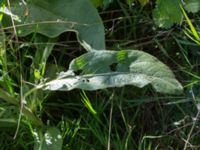 Verbascum thapsus Utkast, Norra Friluftsstaden, Malmö, Skåne, Sweden 20160816_0002