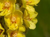 Verbascum thapsus Vrams Gunnarstorp, Bjuv, Skåne, Sweden 20220618_0073