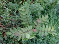 Ailanthus altissima Hylliekrokens golfbana, Ribersborg, Malmö, Skåne, Sweden 20181014_0028