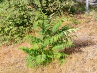 Ailanthus altissima Södra bruket, Degerhamn, Mörbylånga, Öland, Sweden 20180810_0176