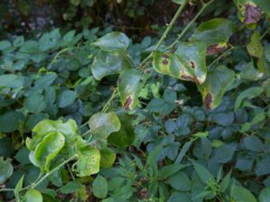 Smilax excelsa