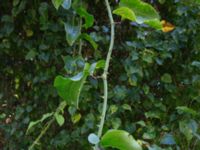 Smilax excelsa Svirskoye ushele, Lazarevskoye, Krasnodar, Russia 20160913_0394