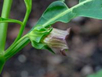 Atropa bella-donna Botaniska trädgården, Lund, Skåne, Sweden 20180814_0006