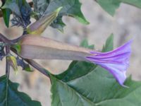 Datura stramonium var. tatula Tullstorp, Burlöv, Skåne, Sweden 20220920_0036