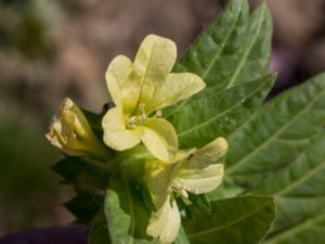 Hyoscyamus albus - White Henbane - Vit bolmört