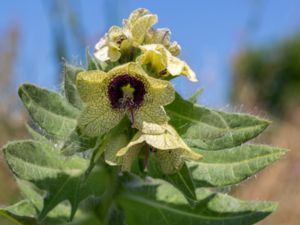 Hyoscyamus niger - Henbane - Bolmört