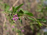 Lycium barbarum Chersonesos, Sevastopol, Crimea, Russia 20150914_0101