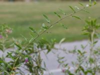 Lycium barbarum Ribersborg, Malmö, Skåne, Sweden 20150830_0003