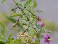 Lycium barbarum Ribersborg, Malmö, Skåne, Sweden 20150830_0004