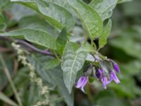 Lycium barbarum Ribersborg, Malmö, Skåne, Sweden 20150830_0006