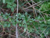 Lycium chinense Torekov, Båstad, Skåne, Sweden 20181030_0082