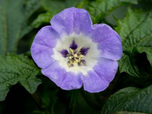 Nicandra physalodes - Apple-of-Peru - Ballongblomma