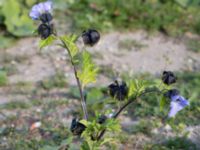 Nicandra physalodes Lindängelunds rekreationsområde, Malmö, Skåne, Sweden 20150930_0026