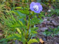 Nicandra physalodes Lokstallarna, Malmö, Skåne, Sweden 20181020_0077